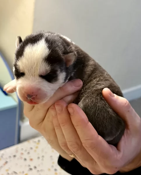 cuccioli di Husky di alta qualitagrave 100 di razza pura per adozione