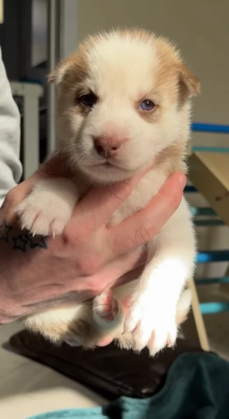 cuccioli di Husky di alta qualitagrave 100 di razza pura per adozione