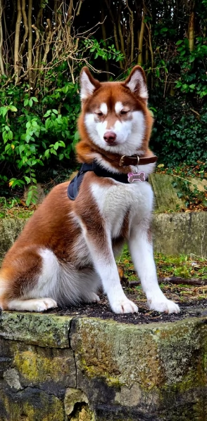 cuccioli di Husky di alta qualitagrave 100 di razza pura per adozione | Foto 3