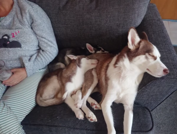 cuccioli di Husky di alta qualitagrave 100 di razza pura per adozione | Foto 0