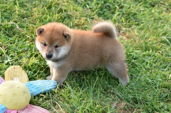 meravigliosi volpino shiba inu per adozione | Foto 1
