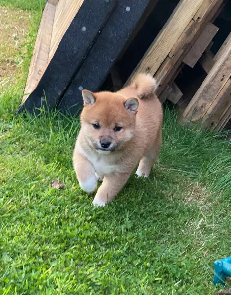 meravigliosi volpino shiba inu per adozione | Foto 1