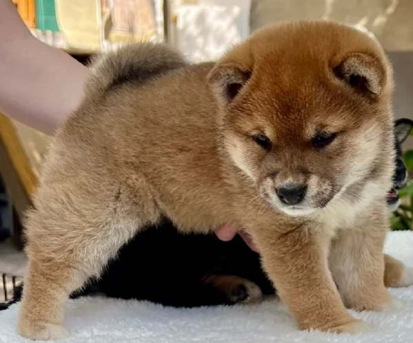 meravigliosi volpino shiba inu per adozione | Foto 5