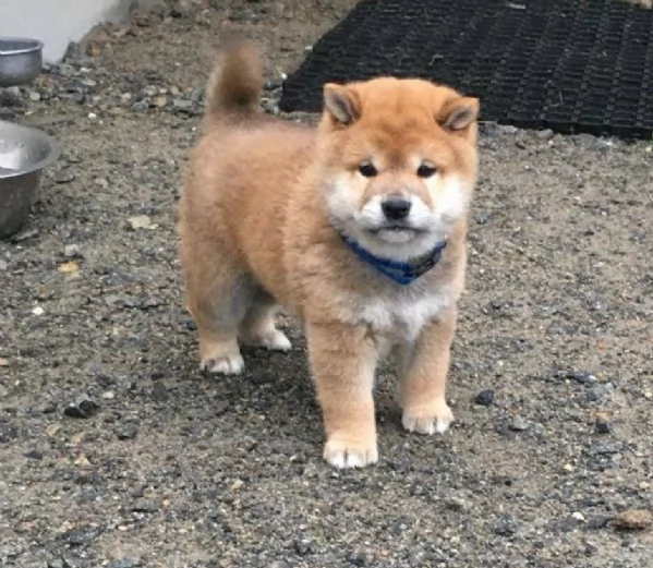 meravigliosi volpino shiba inu per adozione | Foto 0