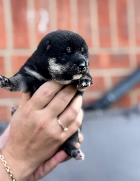 meravigliosi volpino shiba inu per adozione | Foto 2