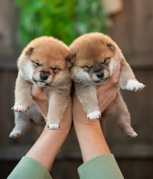 meravigliosi volpino shiba inu per adozione | Foto 4
