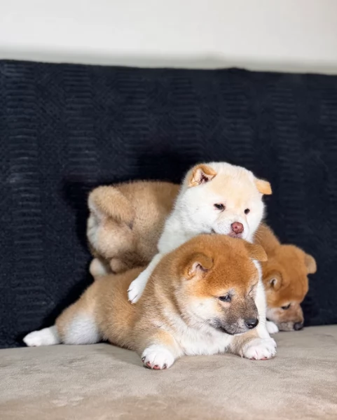 meravigliosi volpino shiba inu per adozione