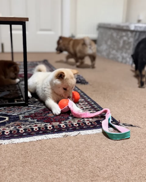 meravigliosi volpino shiba inu per adozione | Foto 3