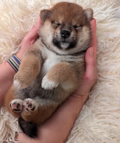 meravigliosi volpino shiba inu per adozione