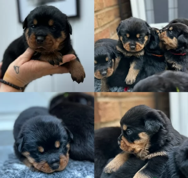cuccioli di rottweiler di alta qualitagrave 100 di razza pura per adozione