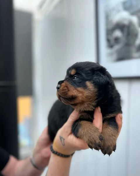 cuccioli di rottweiler di alta qualitagrave 100 di razza pura per adozione | Foto 1
