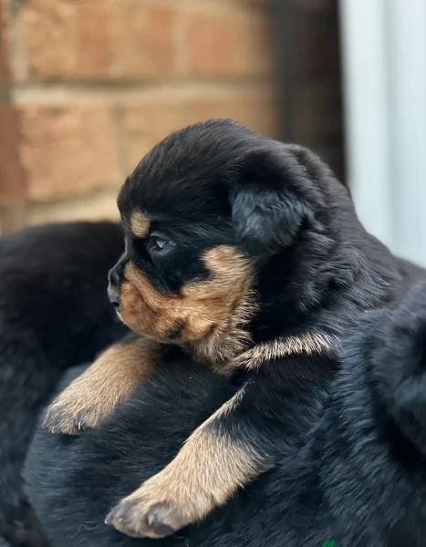 cuccioli di rottweiler di alta qualitagrave 100 di razza pura per adozione | Foto 0