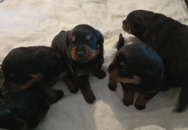 cuccioli di rottweiler di alta qualitagrave 100 di razza pura per adozione
