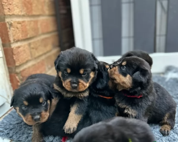cuccioli di rottweiler di alta qualitagrave 100 di razza pura per adozione