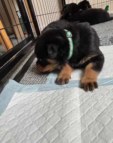 cuccioli di rottweiler di alta qualitagrave 100 di razza pura per adozione | Foto 2