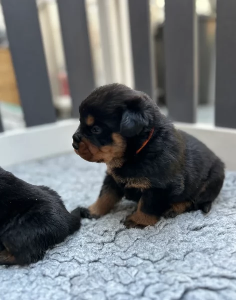 cuccioli di rottweiler di alta qualitagrave 100 di razza pura per adozione