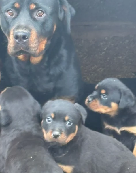 cuccioli di rottweiler di alta qualitagrave 100 di razza pura per adozione | Foto 6