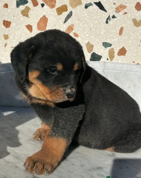 cuccioli di rottweiler di alta qualitagrave 100 di razza pura per adozione | Foto 5