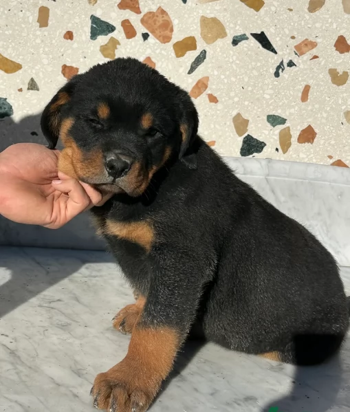 cuccioli di rottweiler di alta qualitagrave 100 di razza pura per adozione | Foto 3
