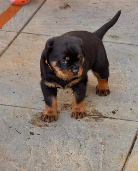 cuccioli di rottweiler di alta qualitagrave 100 di razza pura per adozione | Foto 1