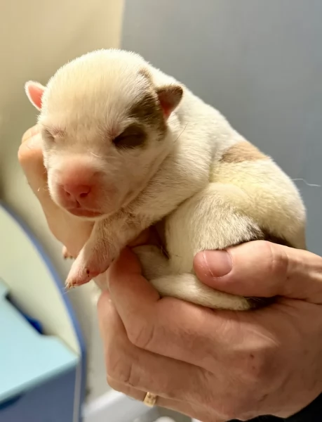 cuccioli di Husky di alta qualitagrave 100 di razza pura per adozione