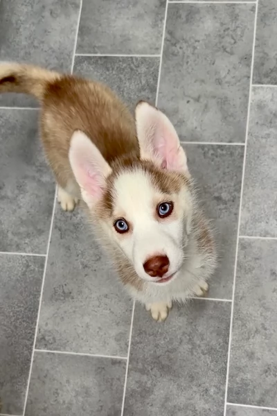 cuccioli di Husky di alta qualitagrave 100 di razza pura per adozione | Foto 3