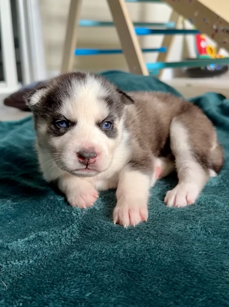 cuccioli di Husky di alta qualitagrave 100 di razza pura per adozione