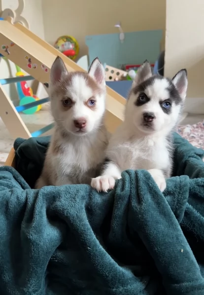 cuccioli di Husky di alta qualitagrave 100 di razza pura per adozione | Foto 1