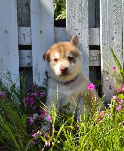 cuccioli di Husky di alta qualitagrave 100 di razza pura per adozione | Foto 5