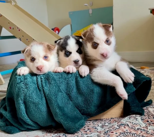 cuccioli di Husky di alta qualitagrave 100 di razza pura per adozione | Foto 4