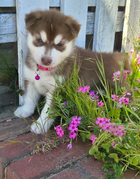 cuccioli di Husky di alta qualitagrave 100 di razza pura per adozione | Foto 3