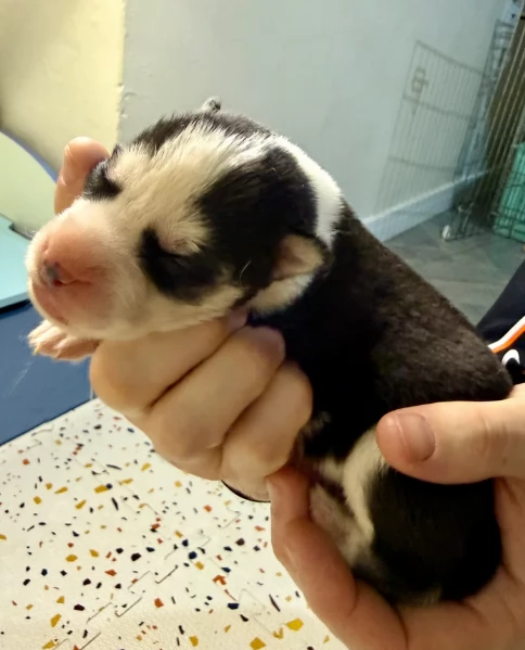 cuccioli di Husky di alta qualitagrave 100 di razza pura per adozione