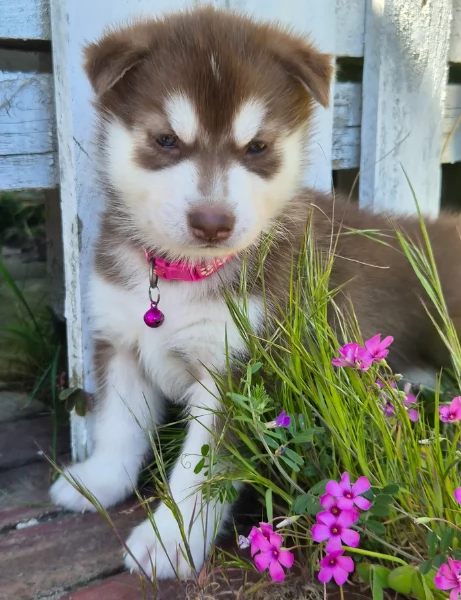 cuccioli di Husky di alta qualitagrave 100 di razza pura per adozione | Foto 5