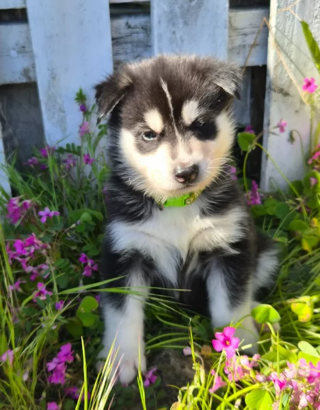 cuccioli di Husky di alta qualitagrave 100 di razza pura per adozione | Foto 0