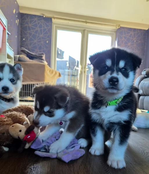 cuccioli di Husky di alta qualitagrave 100 di razza pura per adozione