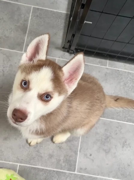 cuccioli di Husky di alta qualitagrave 100 di razza pura per adozione | Foto 2