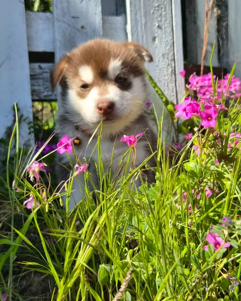 cuccioli di Husky di alta qualitagrave 100 di razza pura per adozione | Foto 3