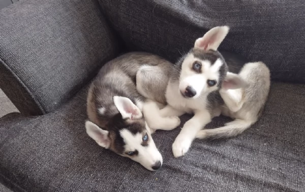 cuccioli di Husky di alta qualitagrave 100 di razza pura per adozione | Foto 0