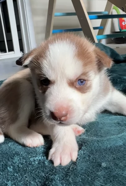 cuccioli di Husky di alta qualitagrave 100 di razza pura per adozione | Foto 4