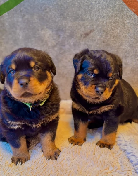 cuccioli di rottweiler di razza pura per adozione | Foto 4