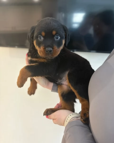 cuccioli di rottweiler di razza pura per adozione