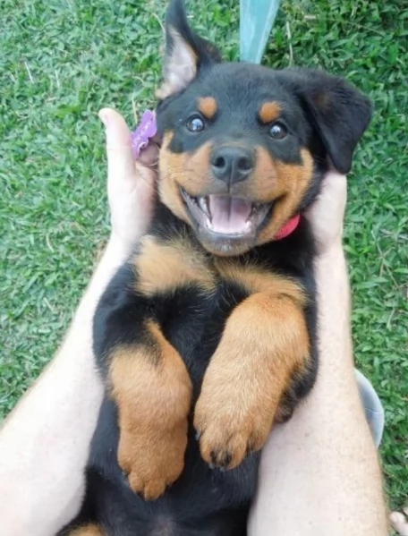 cuccioli di rottweiler di razza pura per adozione