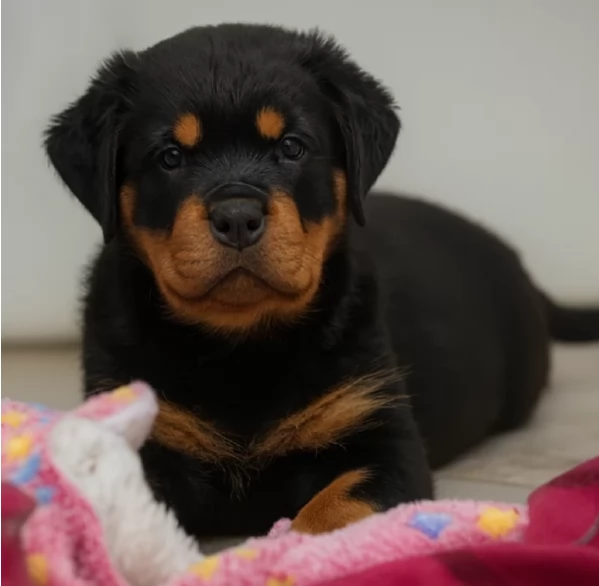 cuccioli di rottweiler di razza pura per adozione | Foto 6
