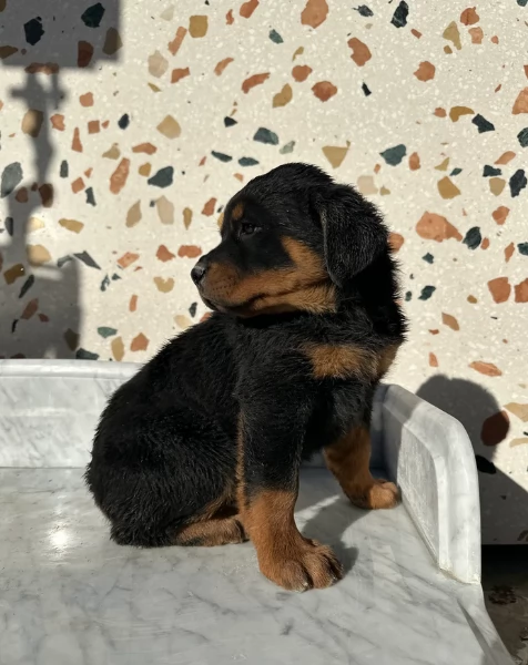 cuccioli di rottweiler di razza pura per adozione | Foto 2