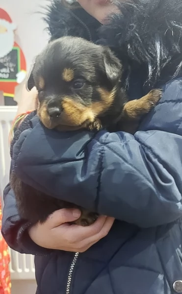 cuccioli di rottweiler di razza pura per adozione | Foto 4