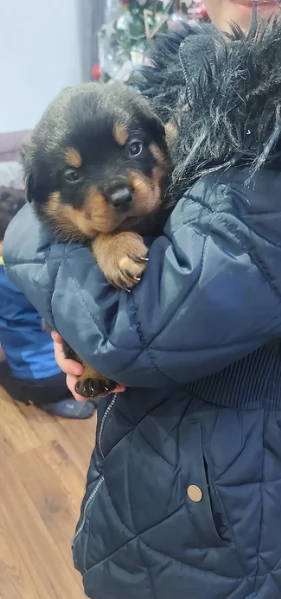 cuccioli di rottweiler di razza pura per adozione | Foto 3