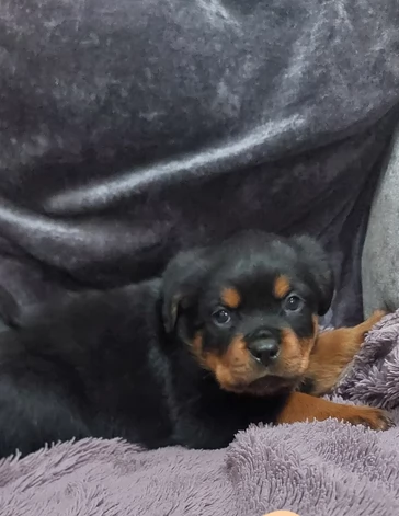cuccioli di rottweiler di razza pura per adozione | Foto 0