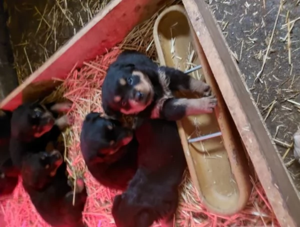 cuccioli di rottweiler di razza pura per adozione | Foto 0