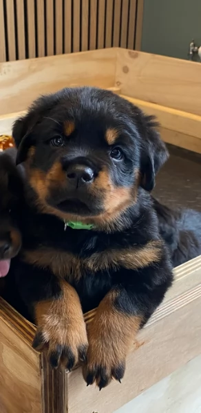 cuccioli di rottweiler di razza pura per adozione | Foto 1