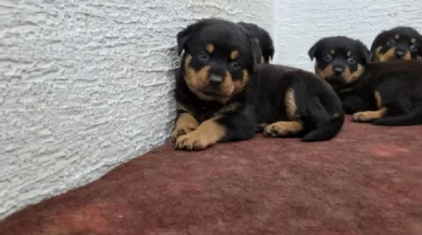 cuccioli di rottweiler di razza pura per adozione | Foto 2